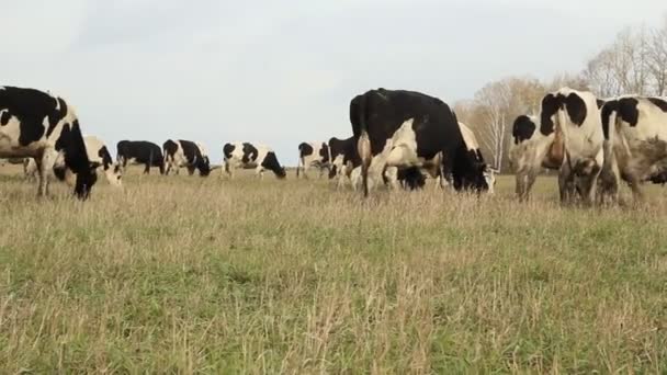 Cowshed. Cows on the Farm — Stock Video