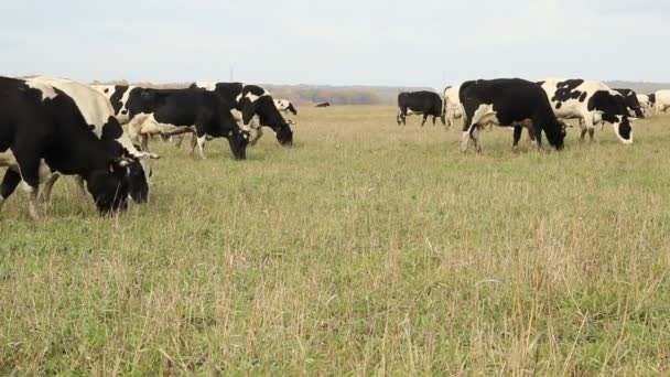 Cowshed. Cows on the Farm — Stock Video