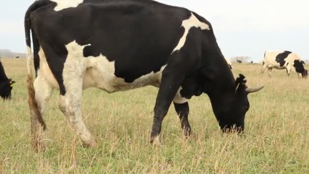 Коров'ячий ковток. Корови на фермі — стокове відео