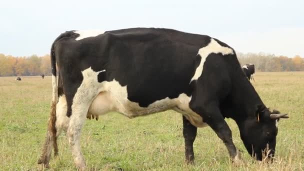 Cowshed. Cows on the Farm — Stock Video