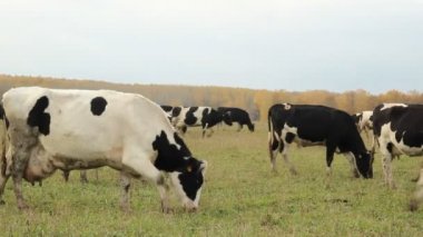 cowshed. çiftlikte inekler