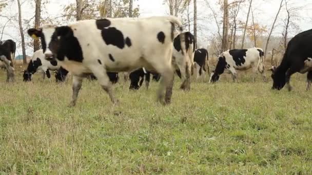 Cowshed. Cows on the Farm — Stock Video