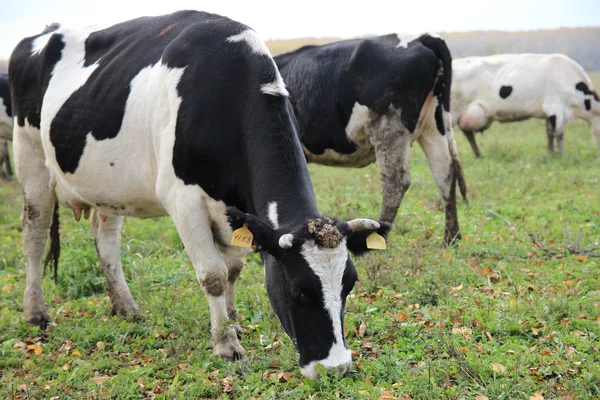 Cowshed. Cows on the Farm — Stock Photo, Image