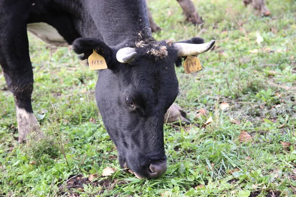 Cowshed. Cows on the Farm — Stock Photo, Image