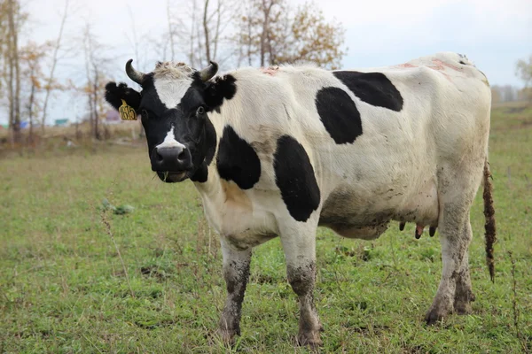 Obora. krów w gospodarstwie — Zdjęcie stockowe