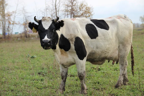 Cowshed. Cows on the Farm — Stock Photo, Image