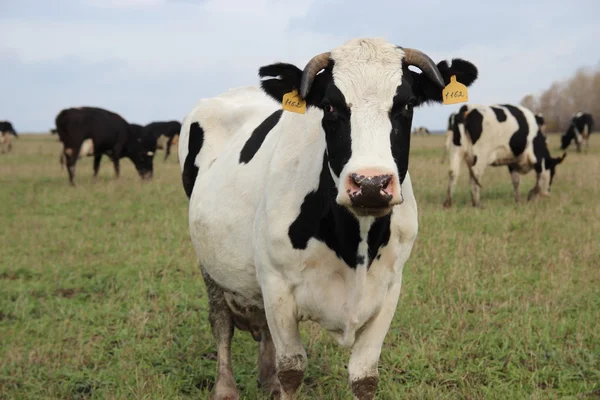 Obora. krów w gospodarstwie — Zdjęcie stockowe