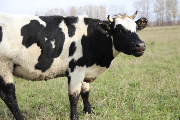 Cowshed. çiftlikte inekler — Stok fotoğraf