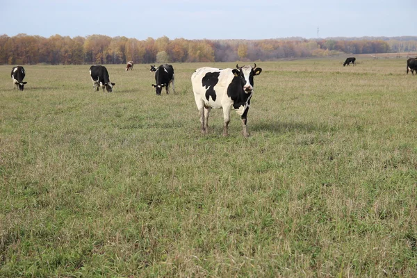 Cowshed. Cows on the Farm — Stock Photo, Image