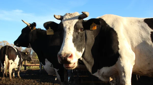 Kravín. krávy na farmě — Stock fotografie