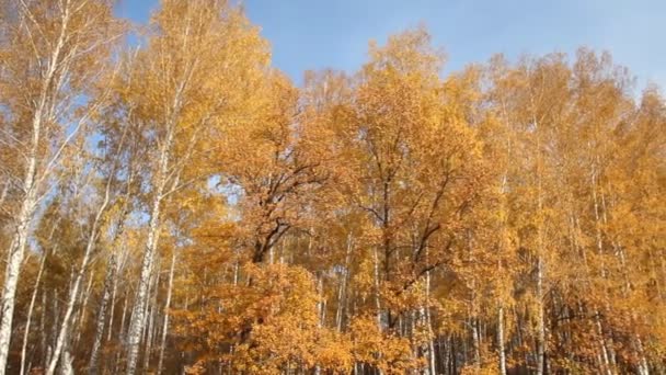 Berk bos op een zonnige dag. herfst — Stockvideo