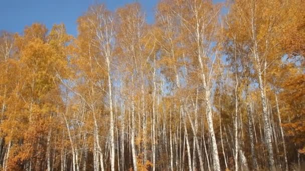 Floresta de bétula num dia ensolarado. Outono — Vídeo de Stock