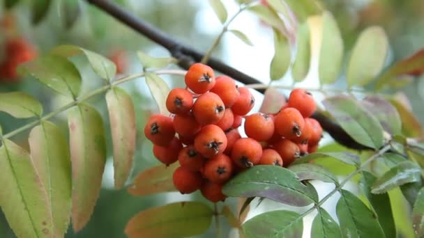 Rowanberry. — Vídeo de Stock