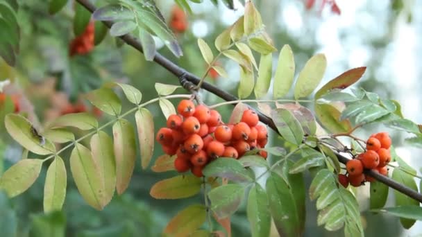 Rowanberry — Stock Video