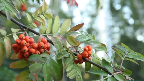 Rowanberry — Stock Video