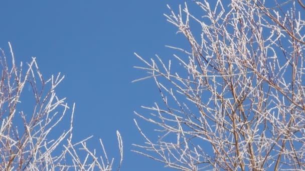 Ramas de árboles en escarcha sobre el fondo del cielo azul — Vídeos de Stock