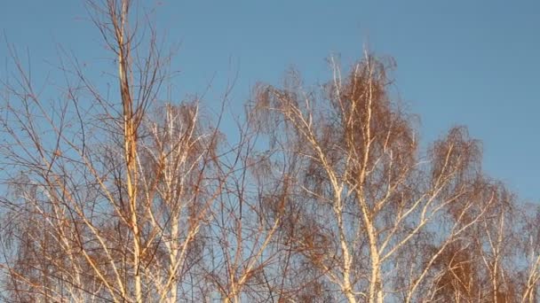 Floresta de bétula. inverno — Vídeo de Stock