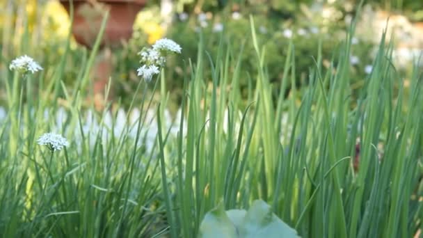 Grüne Zwiebeln auf einem Beet im Garten — Stockvideo