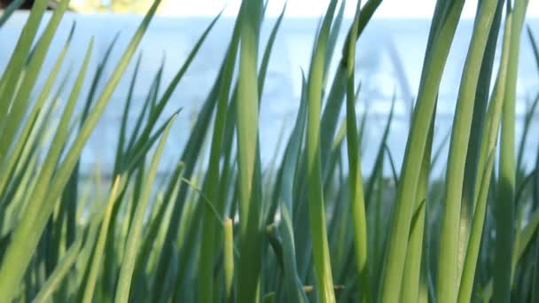 Groene uien op een bedje van tuin — Stockvideo