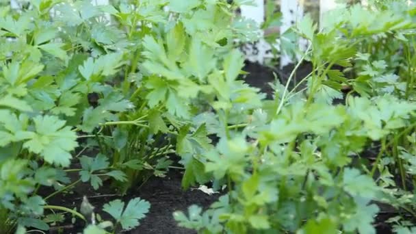 Groene peterselie in de tuin — Stockvideo