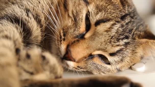 Gato cariñoso — Vídeo de stock