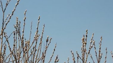 kedi-söğüt