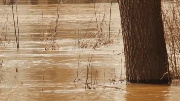 Los ríos derramados se inundan en el bosque . — Vídeos de Stock