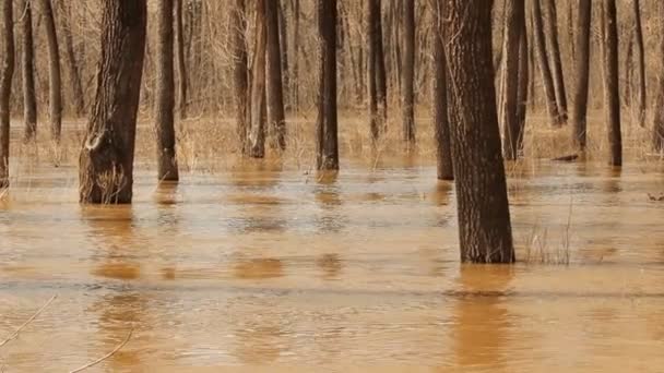 Os rios de derramamento inundam na floresta . — Vídeo de Stock