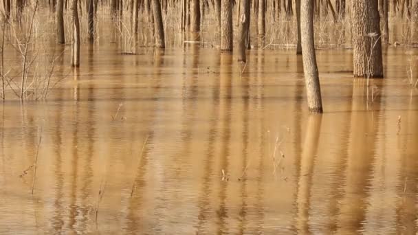 Os rios de derramamento inundam na floresta . — Vídeo de Stock