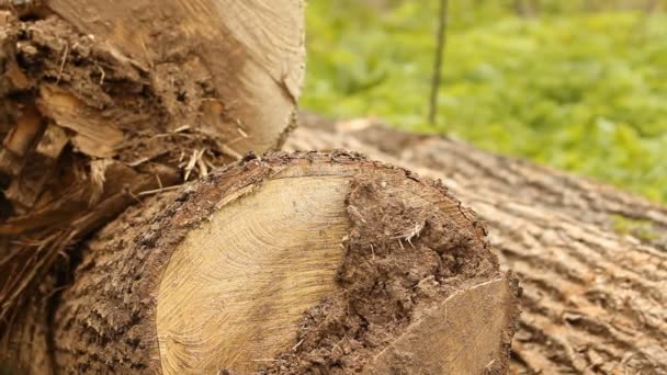 Corta un árbol. Silvicultura — Vídeo de stock