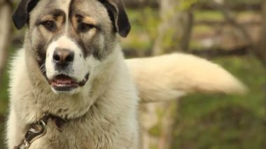 Watchdog rustik köpek tasmalı