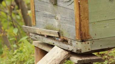 kovan. Arı kovanı, arı