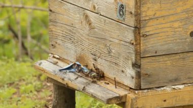 kovan. Arı kovanı, arı