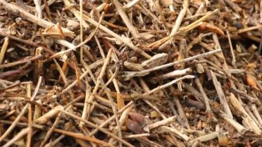 Orman ağaç kırmızı karıncalar