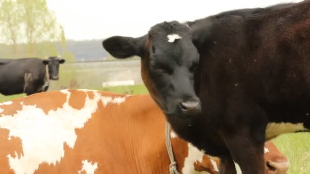 O bezerro em um pasto de verão — Vídeo de Stock