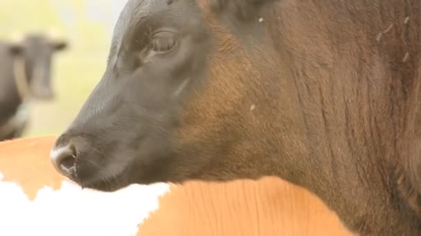 Het kalf op een zomer weiland — Stockvideo