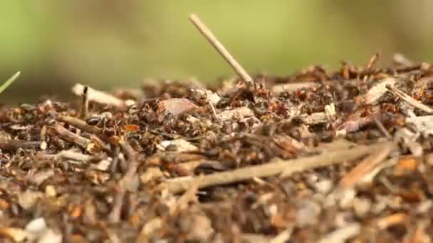 Fourmis rouges dans la forêt — Video