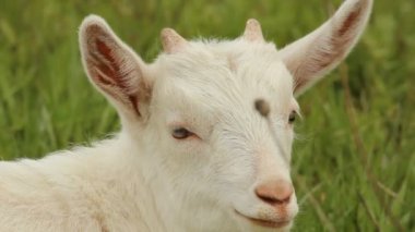 küçük beyaz keçi otlatma bir çayır