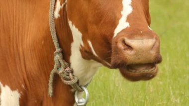 Yaz mera üzerinde beyaz lekeler ile kahverengi inek