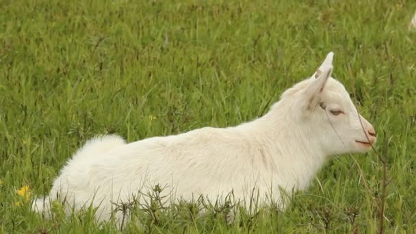 Piccola capra bianca che pascola su un prato — Video Stock