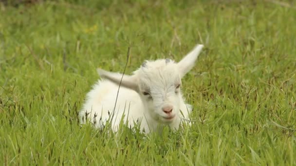 Small white goat grazing on a meadow — Stock Video