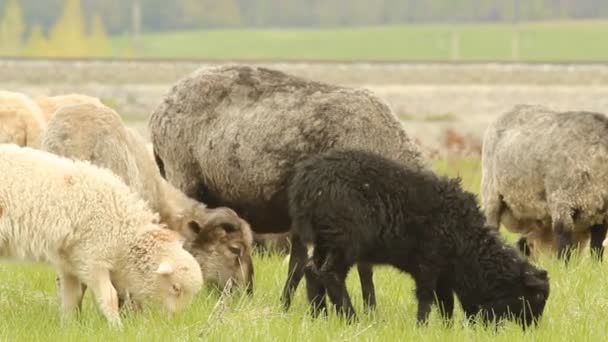 Овцы на пастбище — стоковое видео