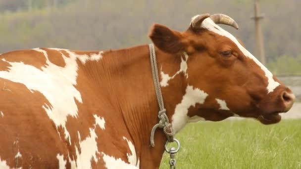 Hnědá kráva s bílými skvrnami na letní pastviny