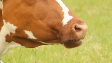 Yaz mera üzerinde beyaz lekeler ile kahverengi inek