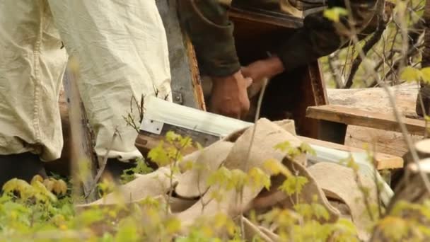 Imker werken in zijn bijenteelt — Stockvideo