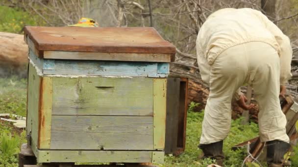 Apicoltore che lavora nel suo apiario — Video Stock