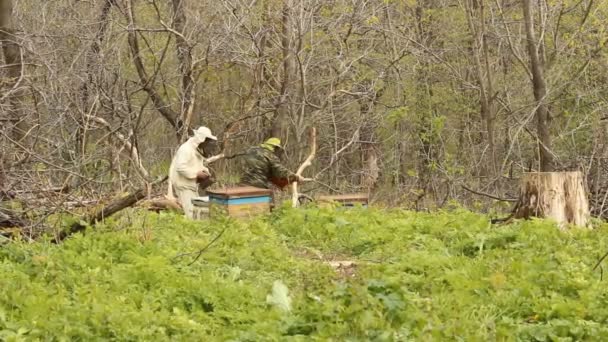 Imker bei der Arbeit in seinem Bienenhaus — Stockvideo