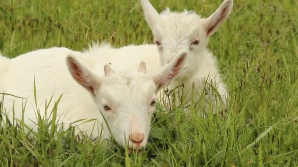 Małe białe kozy pasące się na łące — Wideo stockowe