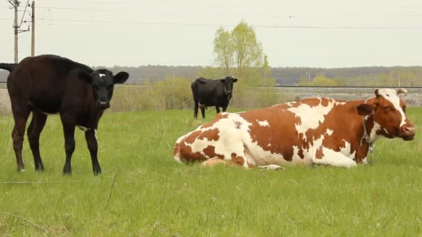 Теля і корову на літньому пасовищі — стокове відео