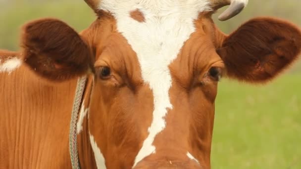 Коричневая корова с белыми пятнами на летних лугах — стоковое видео